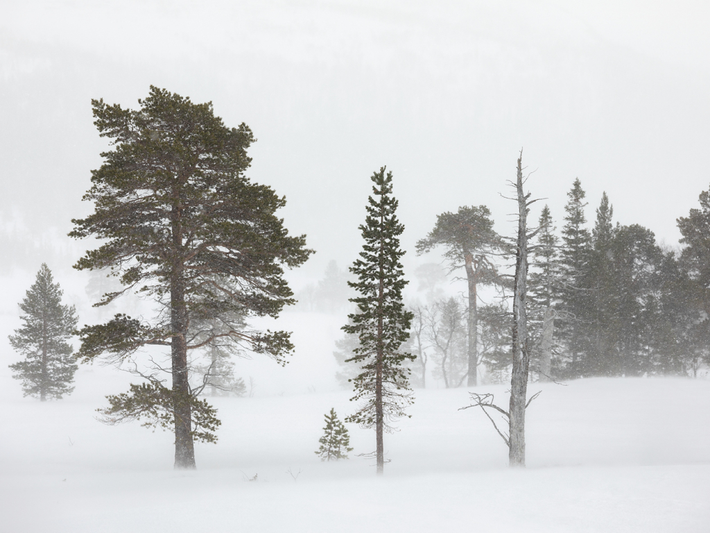 Vernissage för Snö och regn skall passera